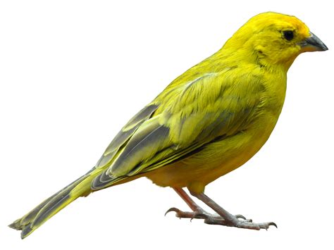 Yellow Bird Standing Png Image Purepng Free Transparent Cc0 Png