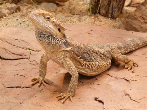 15 Awesome Bearded Dragon Morphs With Pictures Species Guide