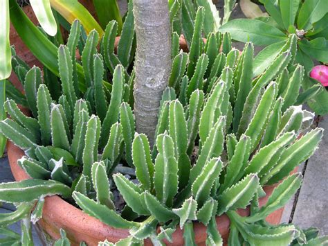 64 types of succulents with pictures common problems with succulents and how to fix them Tips and Tricks for Growing Succulents | World of Succulents