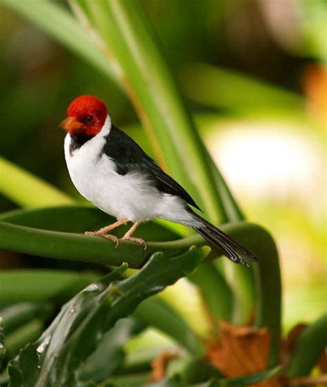 Albums 96 Pictures Small Red Headed Bird In Hawaii Stunning