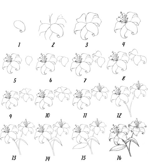 11 Step By Step Lily Flower Drawing Easy Ways Drawwiki