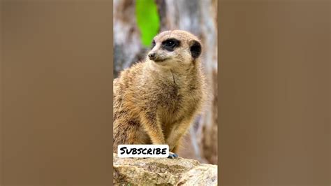 Have You Ever Heard How Meerkats Communicate 🤷‍♂️🤷‍♀️ Soundofanimals