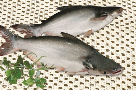 Whole Round Basa Pangasius Fish Enasia Seafood