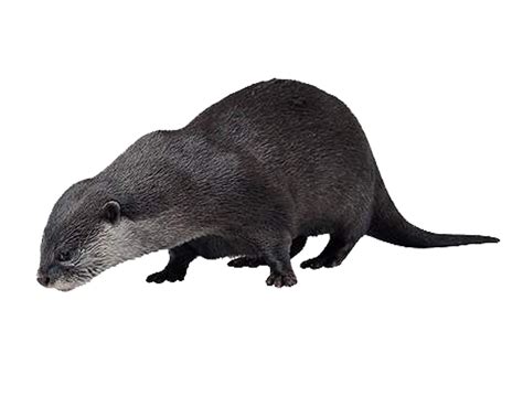 Otter Png Hd Png Mart