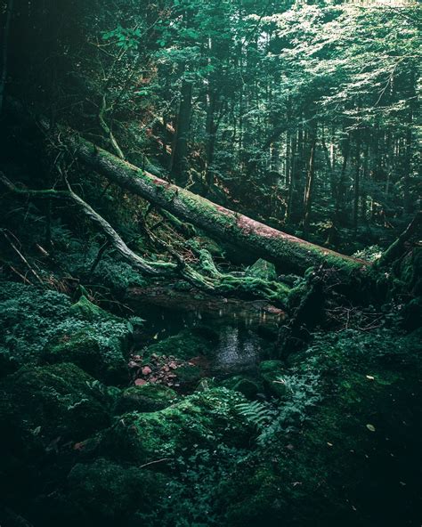Forest Woodland Wilderness And Overgrown Hd Photo By Oliver Roos