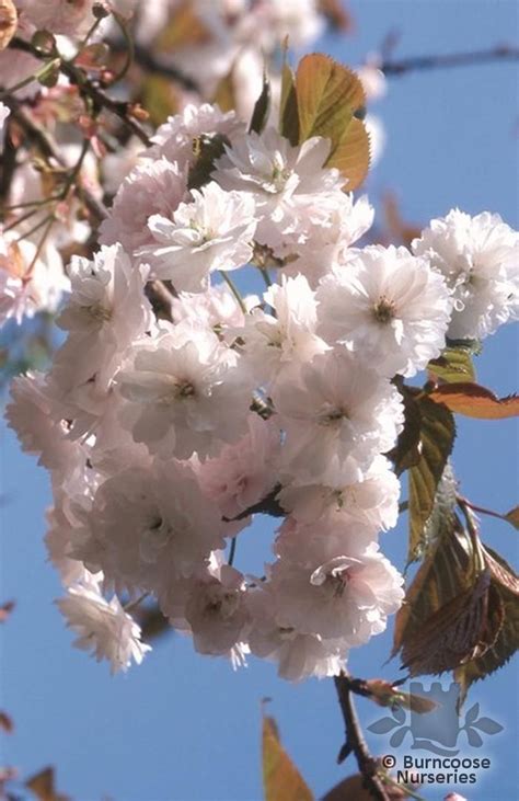 Prunus Beni Tamanishiki From Burncoose Nurseries Matsumae Flowering Cherries
