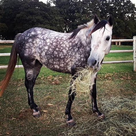 What Is A Dapple Grey Horse Horse Dappling Explained Seriously