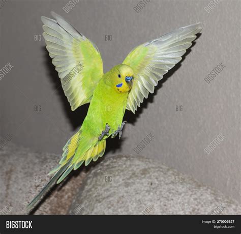 Yellow And Green Budgie Opening Wings Flying Image And Stock Photo 270005827