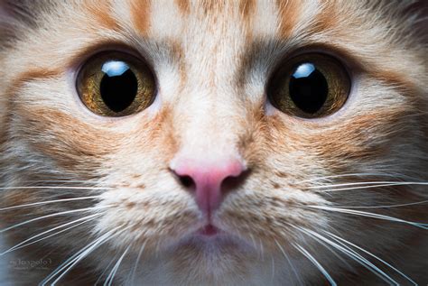 Cat Animals Closeup Wallpapers Hd Desktop And Mobile Backgrounds