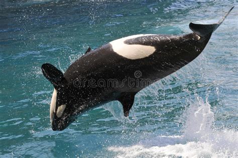 Killer Whale Jumping Out Of Water Stock Image Image Of Blackfish