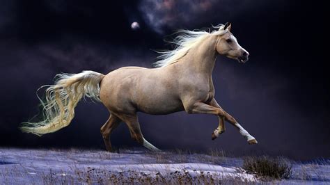 10 New Beautiful Horses Pictures Wallpapers Full Hd 1920×1080 For Pc