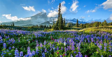 Flowers On Mount Rainier Full Hd Bakgrund And Bakgrund 3839x1975 Id