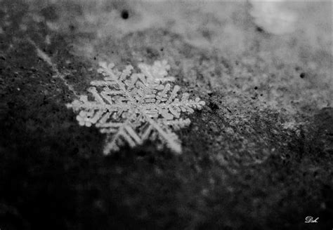 The True Story Behind The Snowflake Uniqueness