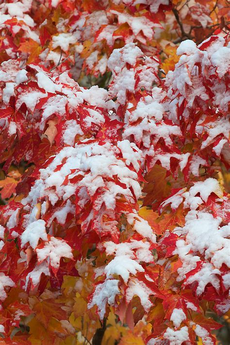 Snow On Maple Leaves Jay Cooke Sp Carlton Co Mn Sparky