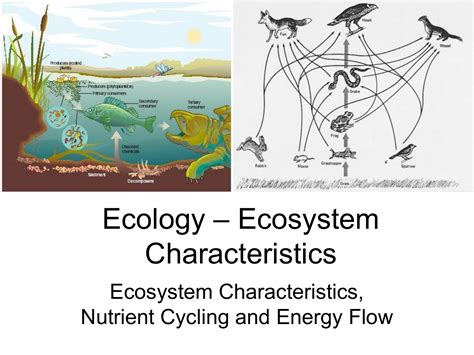 Ecology Ecosystem Characteristics