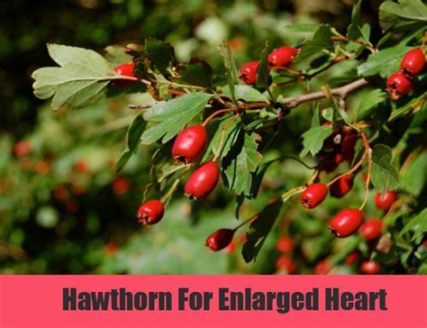 7 Enlarged Heart Herbal Remedies Natural Treatments And Cure