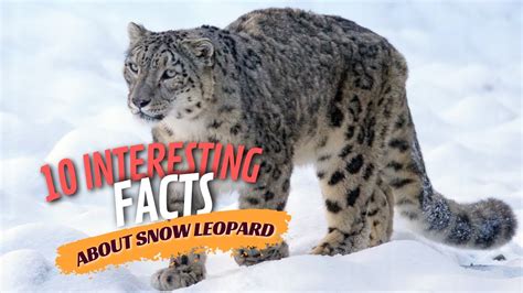 10 Interesting Facts About Snow Leopard Animalsandpets Youtube