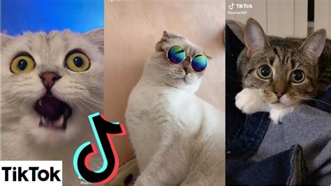 Awesome Cats Of Tiktok ~ Cutest And Funniest Kittens On Tik Tok ~ 2020