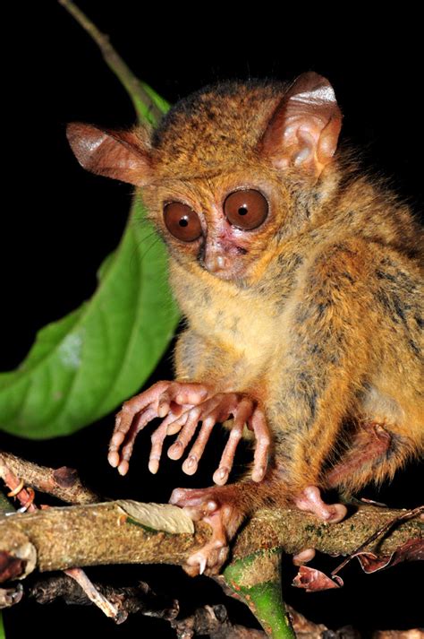 Baby Tarsier Tries To Be Scary At Tangkoko National Park Travel