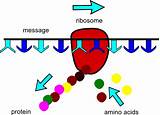 Where Can Ribosomes Be Found Photos