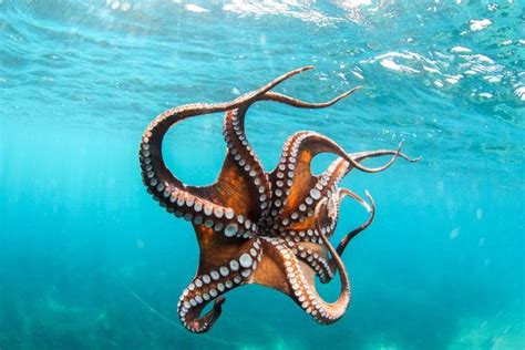 Argonaut Paper Nautilus Octopus Pictures Octopus Photography Octopus