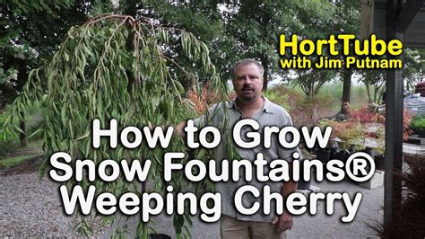 How To Grow Snow Fountains Weeping Cherry Weeping White Flowering Cherry Youtube