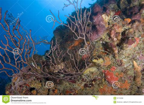 Coral St Lucia Royalty Free Stock Image Image 9115336
