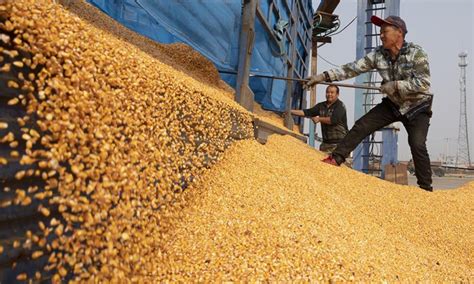 Chinas May Corn Imports Signal Record High Demand In 2021 Global Times