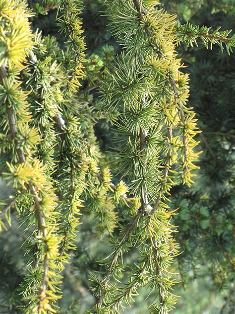 Weeping Golden Deodar Cedar Cedrus Deodara Aurea Pendula In Salt