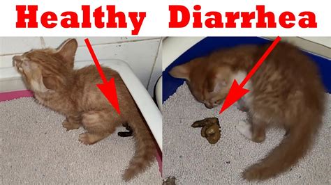 Did the diarrhea just start? Kitten diarrhea!Tell diarrhea or healthy poop!Cats use the ...