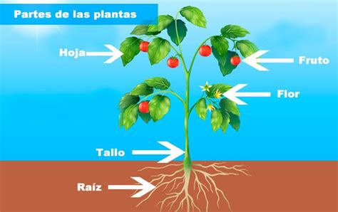 ⇒ ¿qué Son Las Plantas Concepto Para Niños De Primaria