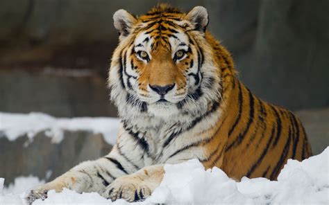 Picture Of The Siberian Tiger Peepsburgh