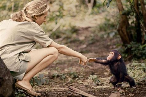 How Jane Goodall Changed What We Know About Chimps Jane Goodall