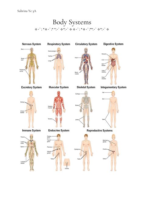 Body Systems Flipbook Sabrina Ye Page 1 21 Flip PDF Online
