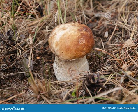 Beautiful Edible White Mushroom Stock Photo Image Of Mushrooms Warm