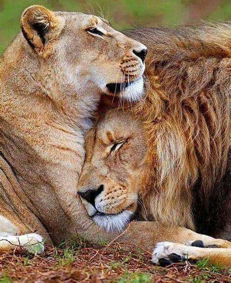 Lions In Love Animals Beautiful Lion Love Animals