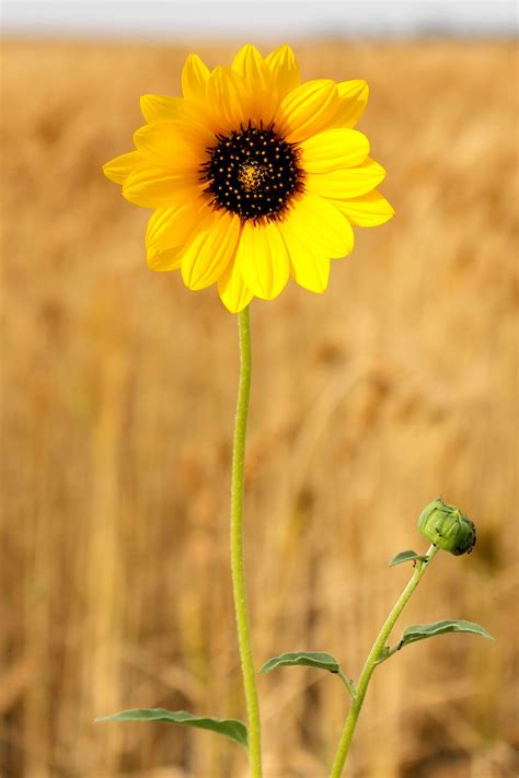 Patton Design Photography Sunflowers And Daisies Wild Sunflower