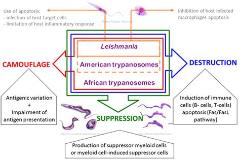 frontiers escaping deleterious immune response in their hosts lessons from trypanosomatids