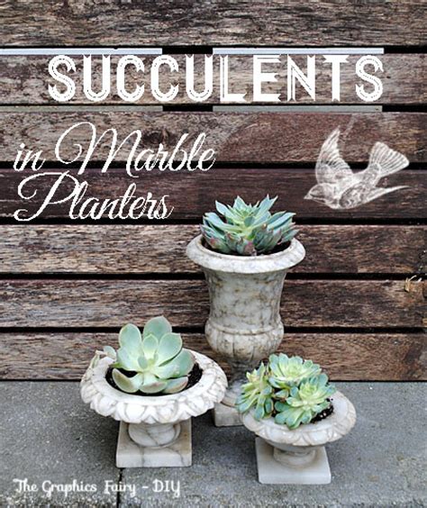 Diy Plant Succulents In Vintage Marble Planters The