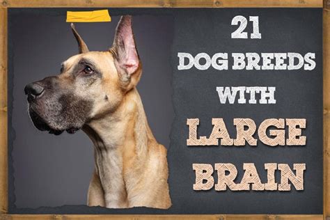 Which Dog Has The Biggest Brain