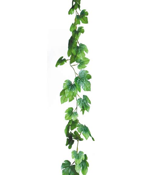 Free Vines Download Free Vines Png Images Free ClipArts On Clipart Library