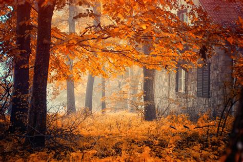 Autumn Wood Wallpapers Wallpaper Cave