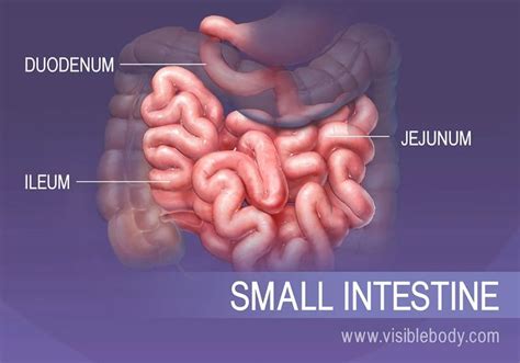 10 Facts About The Digestive System