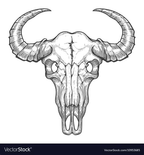 Buffalo Skull Sketch Royalty Free Vector Image