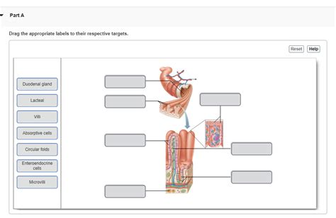 Drag The Appropriate Labels To Their Respective Targetsfaq