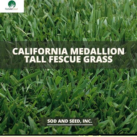 Medallion Tall Fescue Sod Sod And Seed