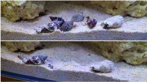 Adding Nassarius And Fighting Conch Snails For My Sand Bed YouTube