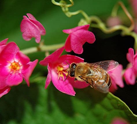 A Shiny Winged Fuzzy Honey Bee On A Luscious Pink Coral Vine A Photo