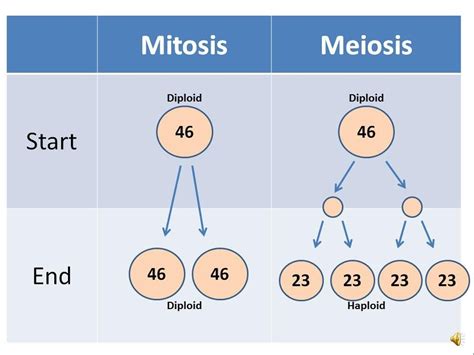 A single cell, individual, or generation characterized by the diploid. Mitosis Diploid vs. Meiosis Haploid | Musicians4Freedom