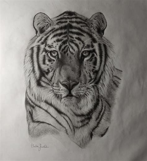 Tiger Pencil Realistic Drawing By Hanna Asfour Ubicaciondepersonas